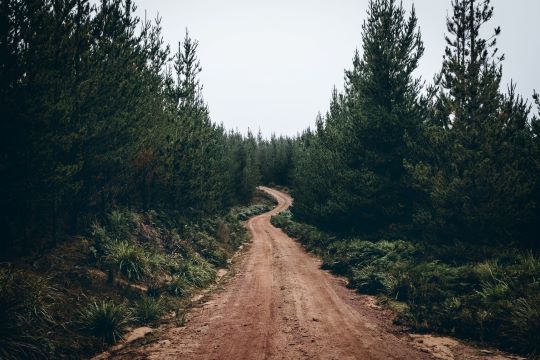 forest